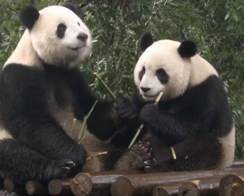 第三对中央赠港大熊猫与公众见面，香港市民共享自然之宝的一刻_精选解释