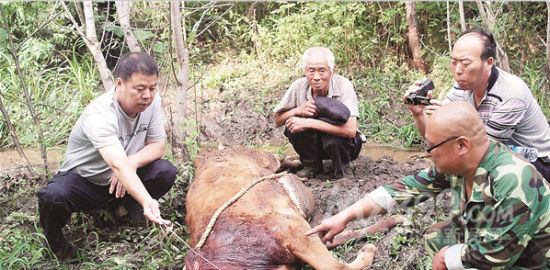 黑龙江发生牛群神秘受伤事件，满地血腥，真相待查_反馈结果和分析