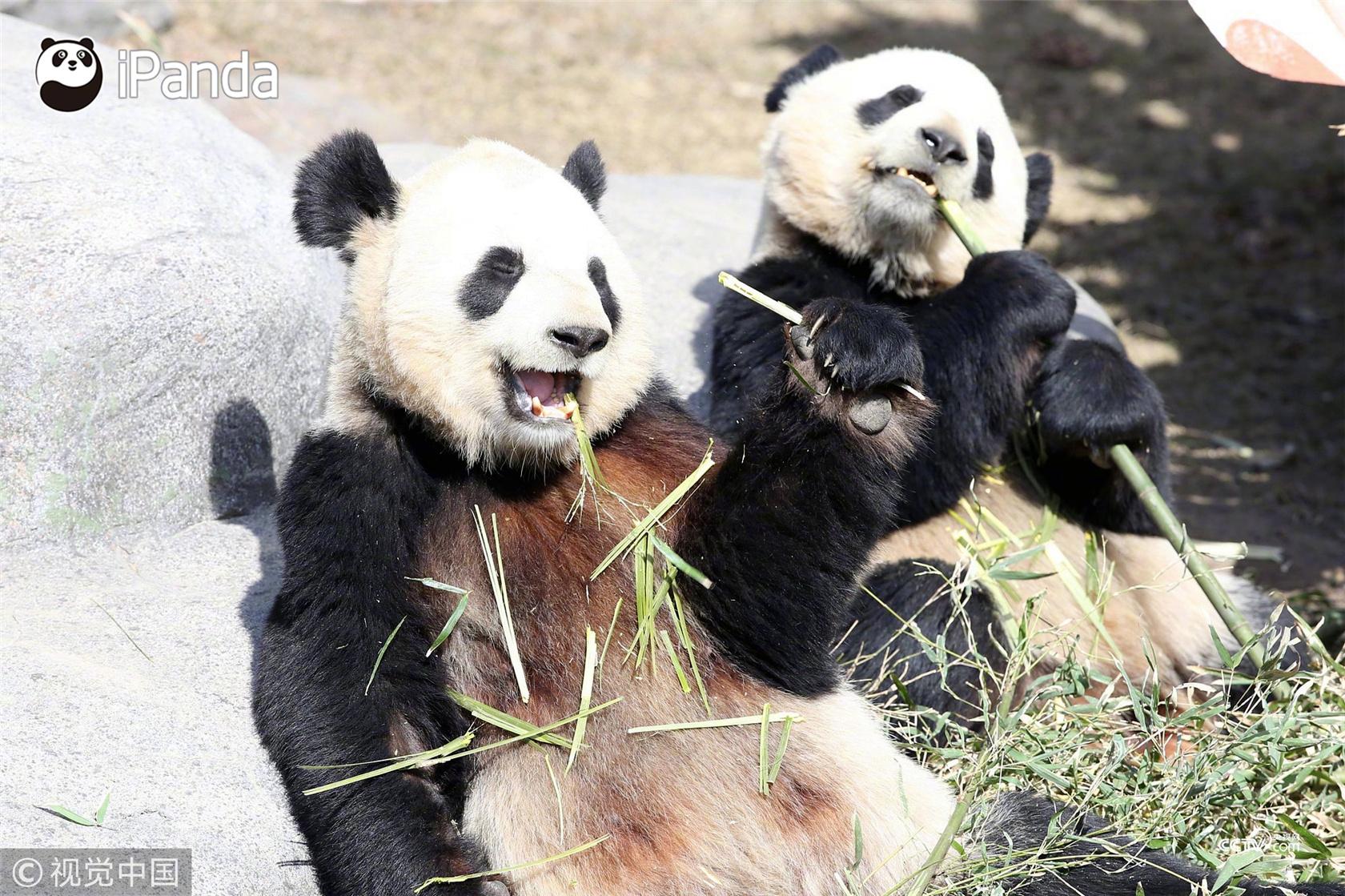 旅加大熊猫将返回中国