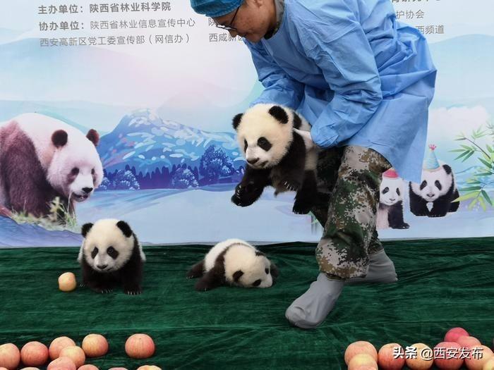 三只大熊猫的奇妙之旅_反馈目标和标准