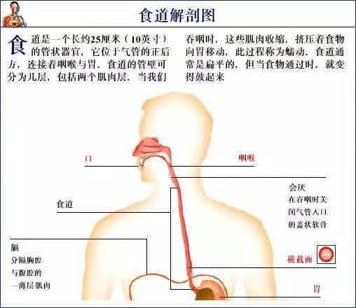 外科医生要解剖吗