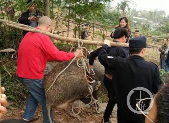 重庆一野猪冲进饭馆被食客抓住