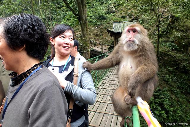 景区回应张家界游客与猴子互殴