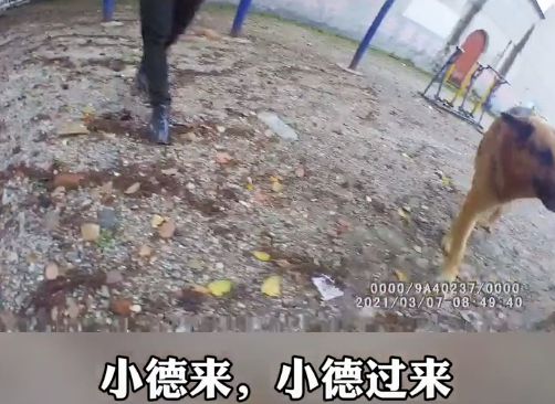 母狗咬人被打死