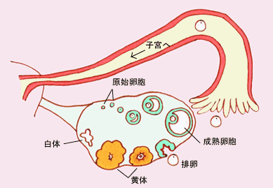 夫妻生活是否会导致黄体破裂，解析与探讨_动态词语解释