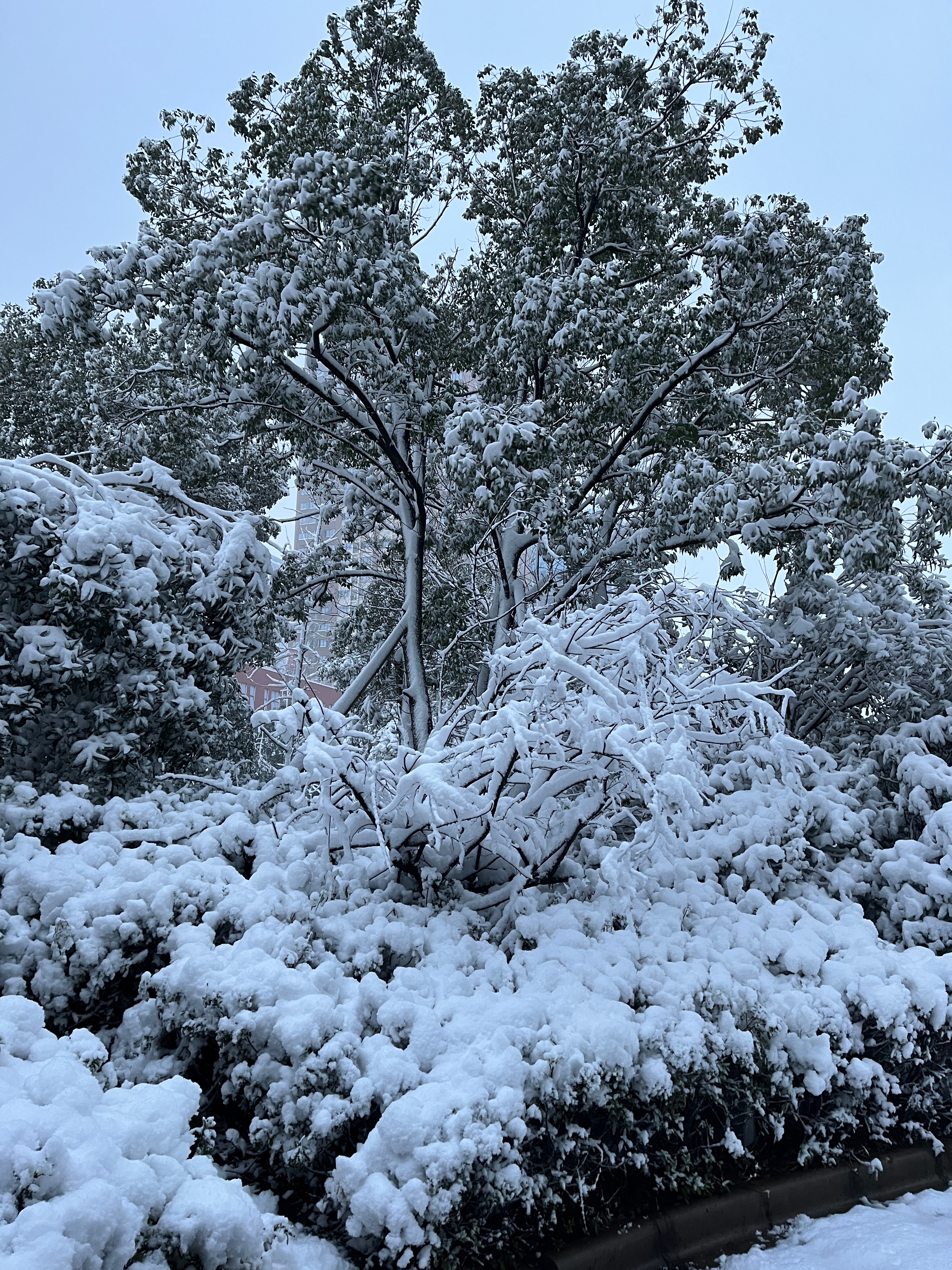 长沙的雪景，冬日里的浪漫与惊喜_反馈目标和标准