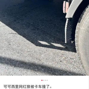 可可西里网红狼遭遇不幸，大货车压死事件引发深思_精选解释落实