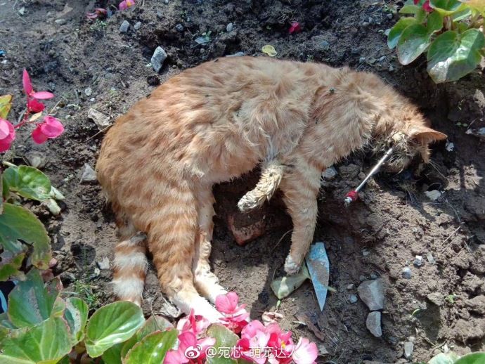 植物园内流浪猫死亡事件深度剖析_具体执行和落实