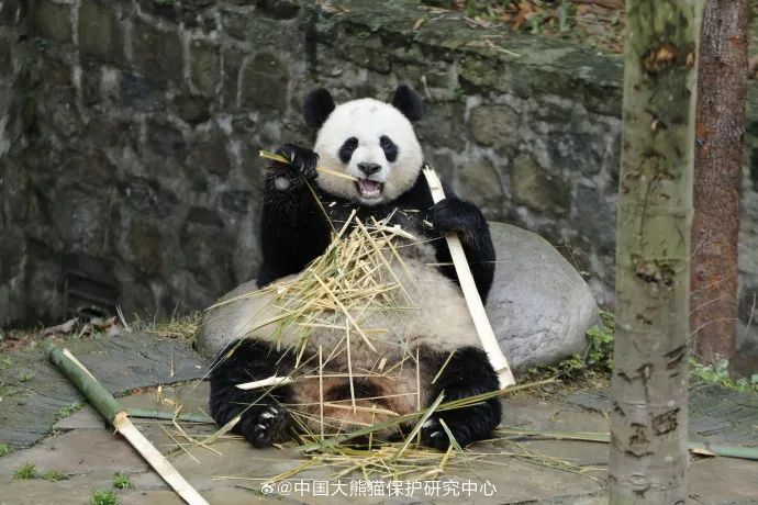 2人散布大熊猫谣言