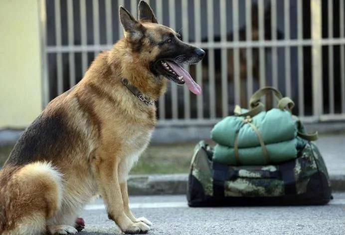 警犬小黑的盯梢日常，特警车上伸出的智慧小脑瓜