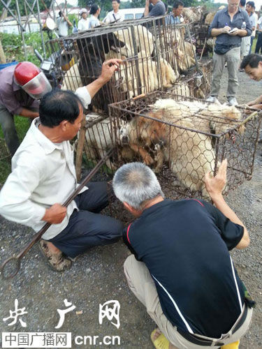 广西调查活羊被灌食增重窝点