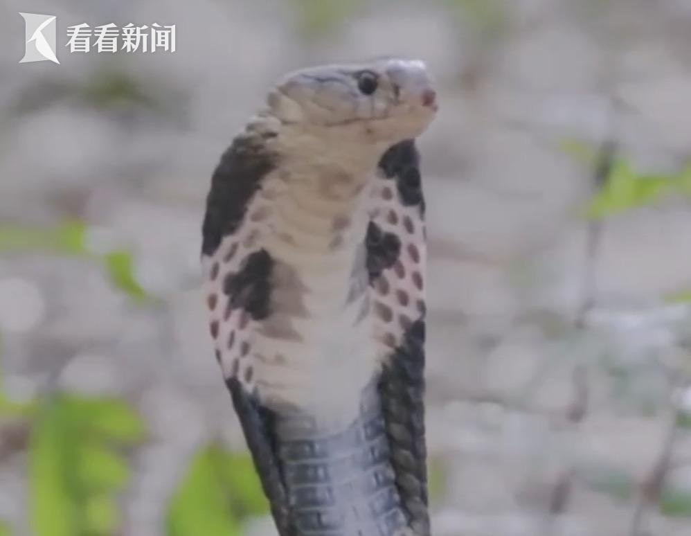 广西一废弃小屋内发现神秘眼镜蛇宝藏，八箱蛇蛇的神秘之旅