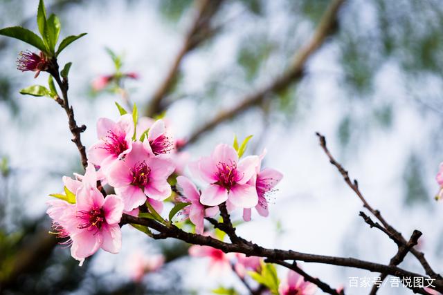 千朵桃花一树开，万缕春风百卉开——生命的繁华与奇迹