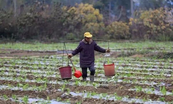 耕地危机，坑坑洼洼，官方通报超百亩耕地被挖坑取土之谜