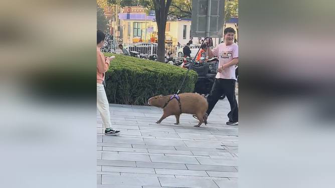 男子在上海街头骑车遛卡皮巴拉，城市中的奇趣日常