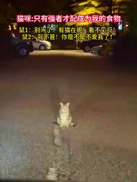 猫：强者的味道