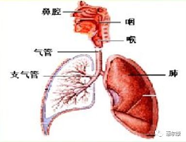 重磅！呼吸道春晚连续上演，偏肺病毒是新晋演员吗？流感何时谢幕？