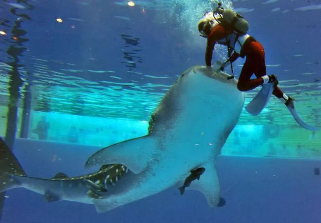 日本水族馆的翻车鱼，无游客的自闭人生