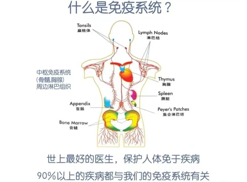 人体最大免疫器官竟是它！