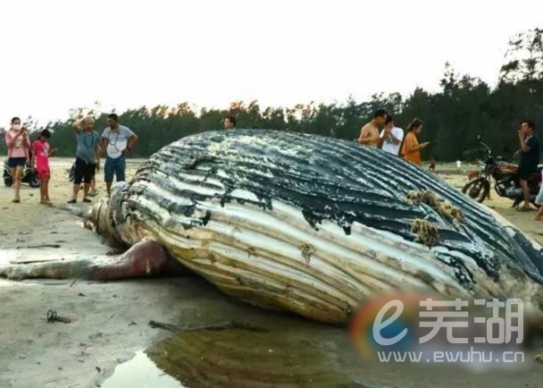 海南一景区附近发现巨鲸尸体