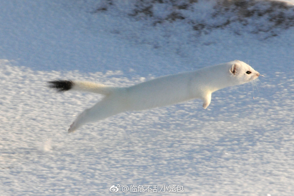 雪地里的白鼬，小小萌宠的奇趣生活