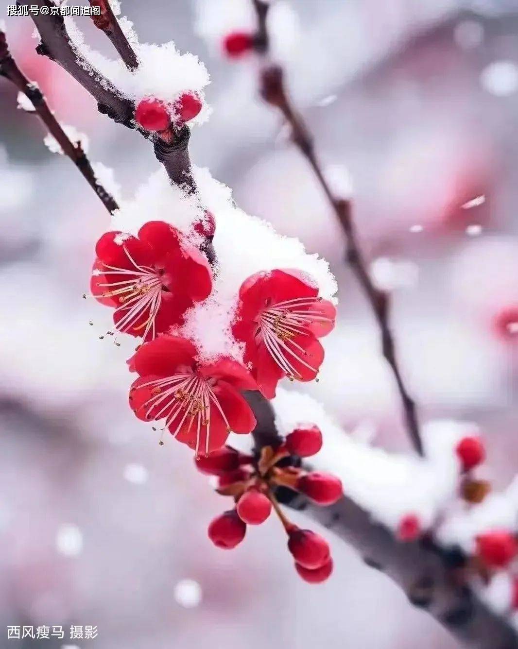 冬去春会来 雪化花会开