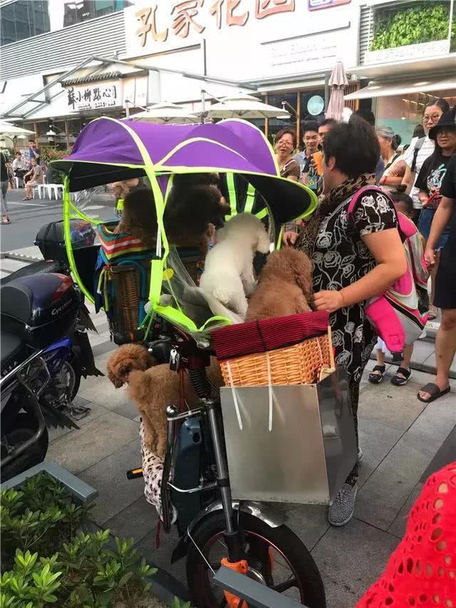 轻松找回爱犬，一场因小狗引发的家庭冒险与科普之旅