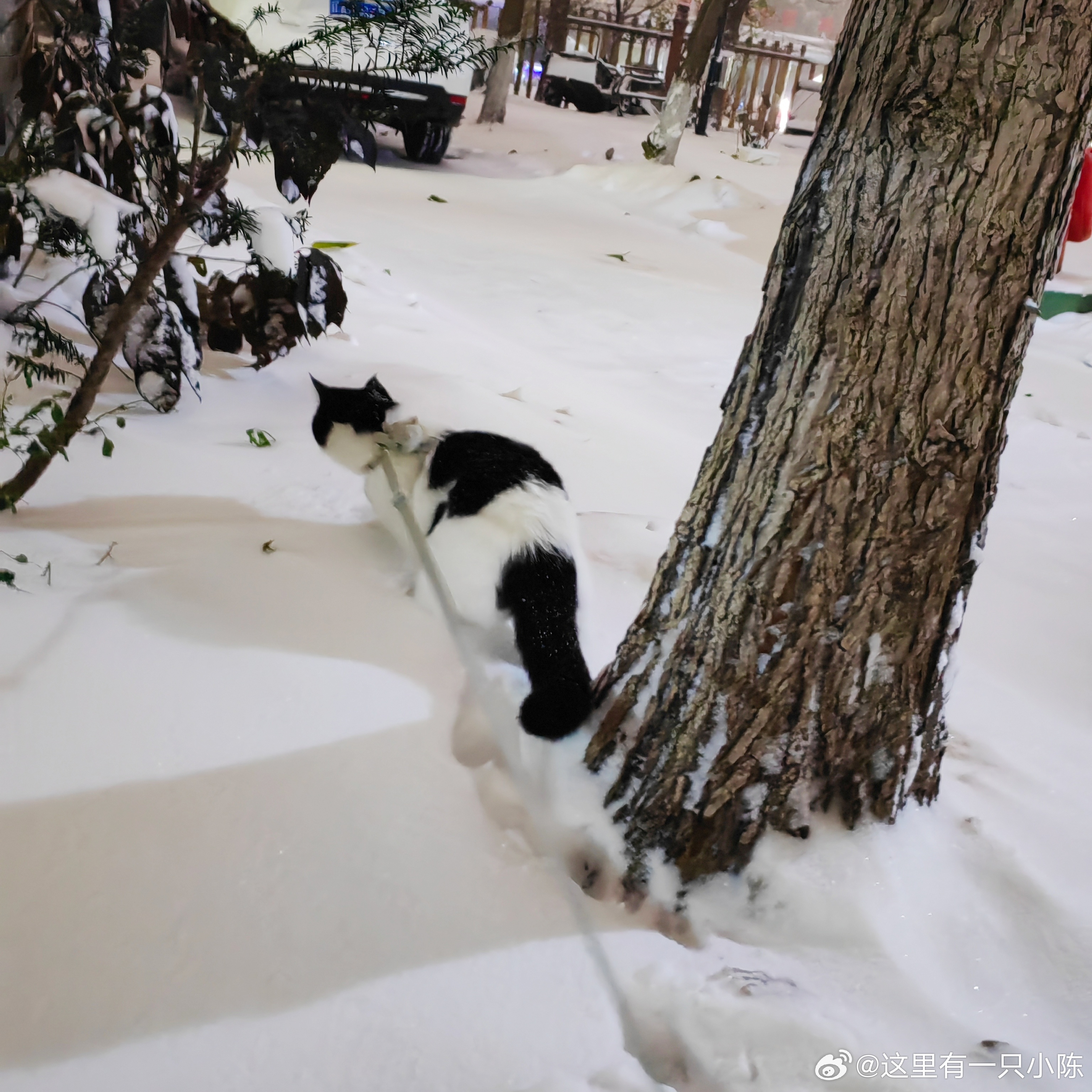 猫猫草场下雪了 我观察到一个奇怪的现象