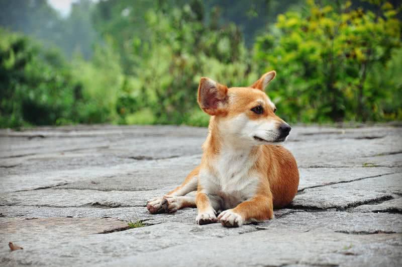 网购恶犬还没袜子大