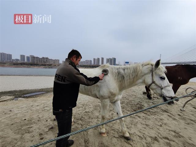 专家预警，白马救人形势严峻，生死未卜引人忧思——深度解析背后的真相与困境！游戏专题文章。