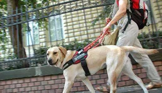 盲人的广州机场无障碍测评，当导盲犬小优首次邂逅警犬，惊心动魄的瞬间将如何改变他们的命运？