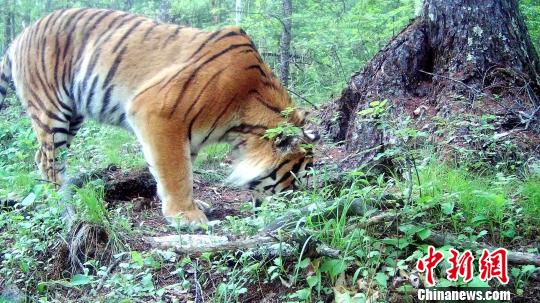 震撼！乌苏里江畔野生东北虎踪迹再现，猛兽归来暗藏何种秘密？