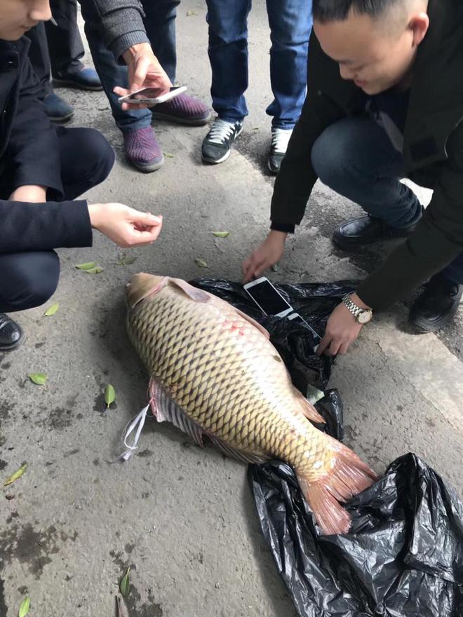 惊魂一刻！男子疯狂‘抢鲤鱼’，景区背后隐藏的真相竟让人心寒！