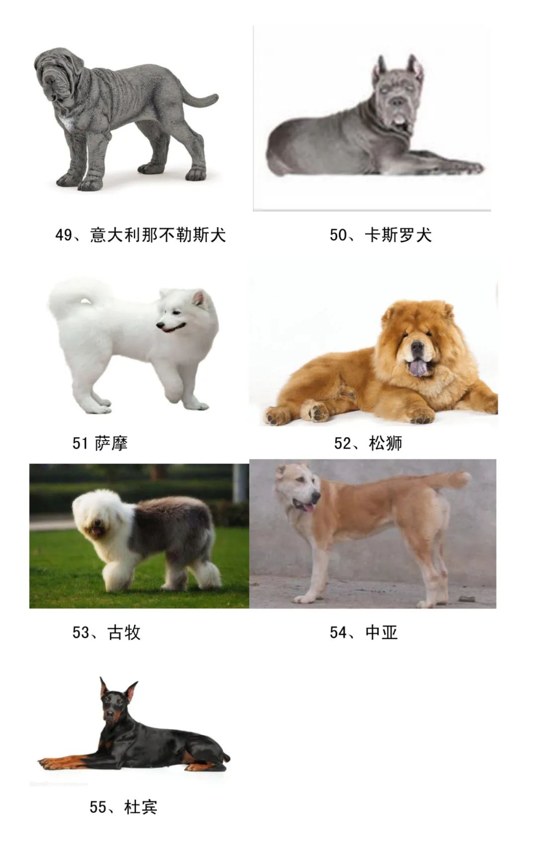 建议统一禁养犬名录