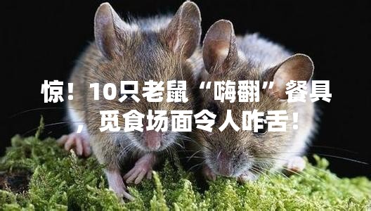 惊！10只老鼠“嗨翻”餐具，觅食场面令人咋舌！