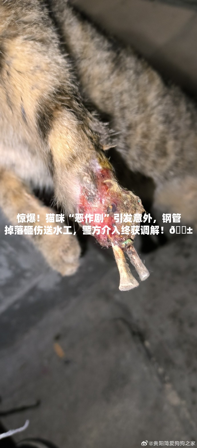 惊爆！猫咪“恶作剧”引发意外，钢管掉落砸伤送水工，警方介入终获调解！🐱💔