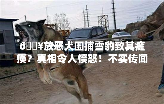 🔥放恶犬围捕雪豹致其瘫痪？真相令人愤怒！不实传闻该停了！😡