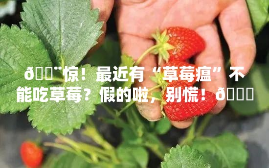 最近有“草莓瘟”不能吃草莓？假