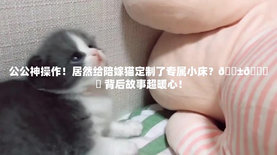 公公神操作！居然给陪嫁猫定制了专属小床？🐱🛏️ 背后故事超暖心！