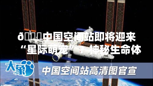 🚀中国空间站即将迎来“星际萌宠”？神秘生命体即将入驻！