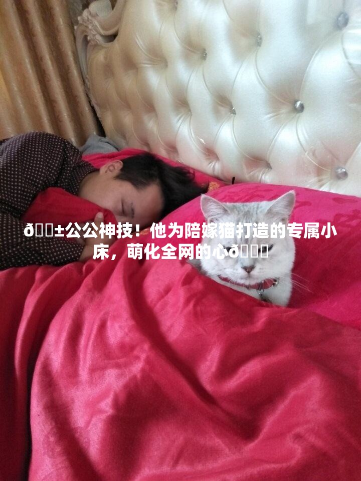 🐱公公神技！他为陪嫁猫打造的专属小床，萌化全网的心💖