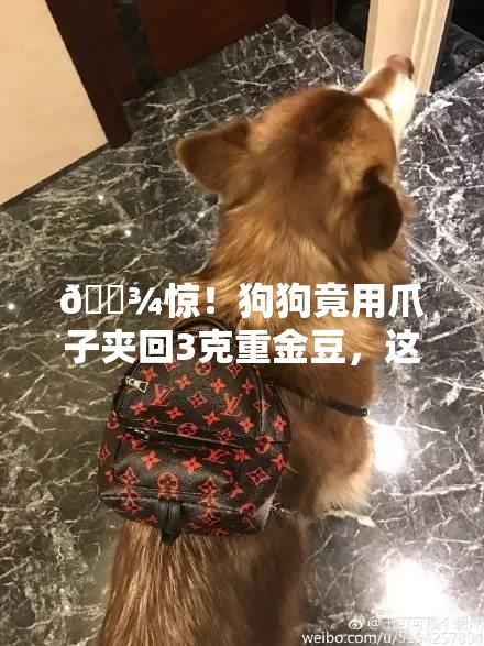 🐾惊！狗狗竟用爪子夹回3克重金豆，这智商绝了？！