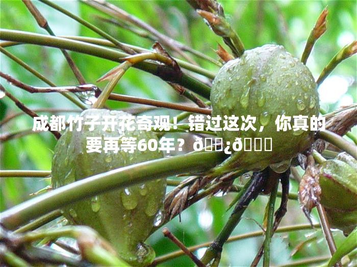 成都竹子开花奇观！错过这次，你真的要再等60年？🌿💔